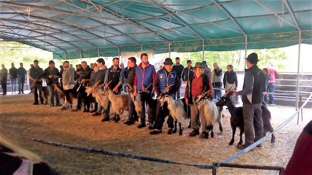 500 persone alla mostra della capra orobica